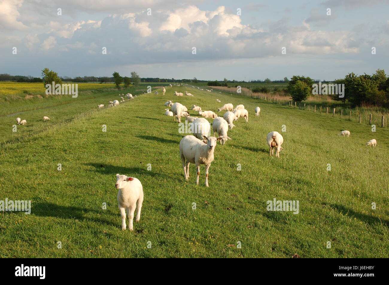 Moutons sur la digue,fehmarn Banque D'Images