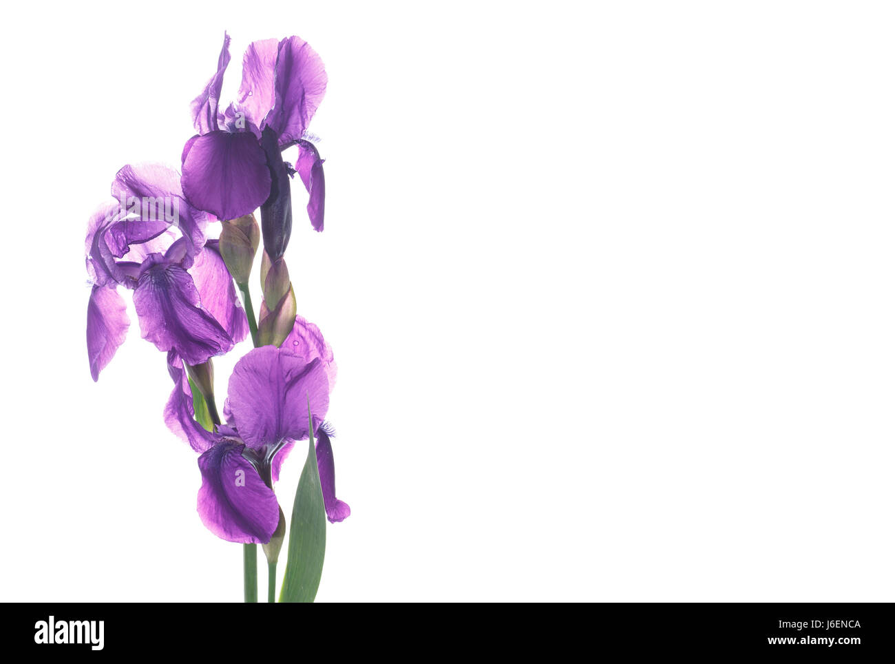 Belle fleur iris violet foncé. Banque D'Images