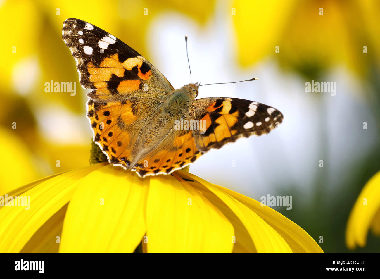 Jardin jardins jardin soleil papillon insecte brille brille lucent Banque D'Images