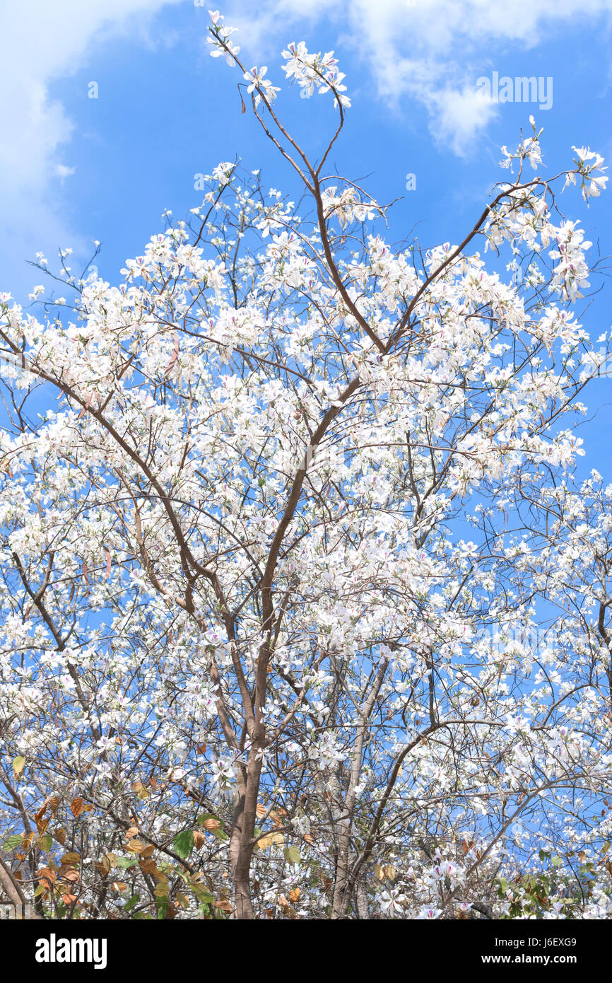 White Flower tree Bauhinia variegata avec ciel bleu Banque D'Images