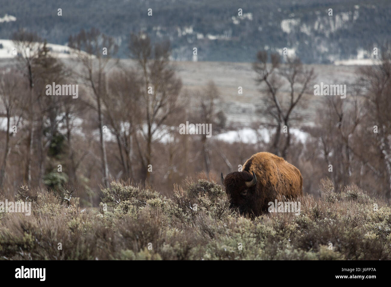 Un bison solitaire marche à travers l'armoise pendant une douche de pluie à Jackson Hole. Parc National de Grand Teton, Wyoming Banque D'Images