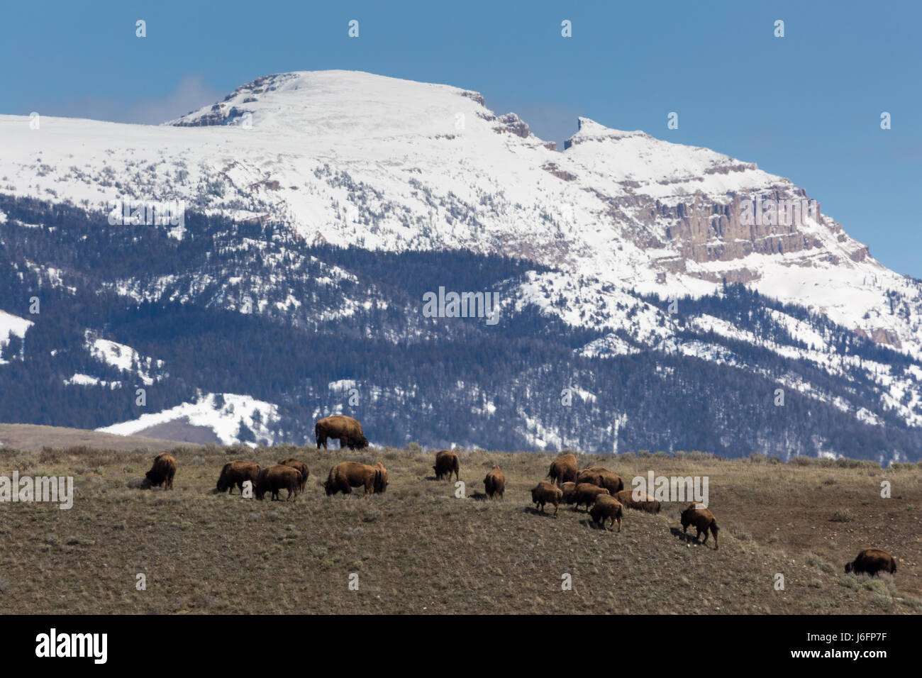 Un troupeau de Bisons broutants au-dessous de la Chambre de l'Indien Gros-ventres montagnes. Parc National de Grand Teton, Wyoming Banque D'Images