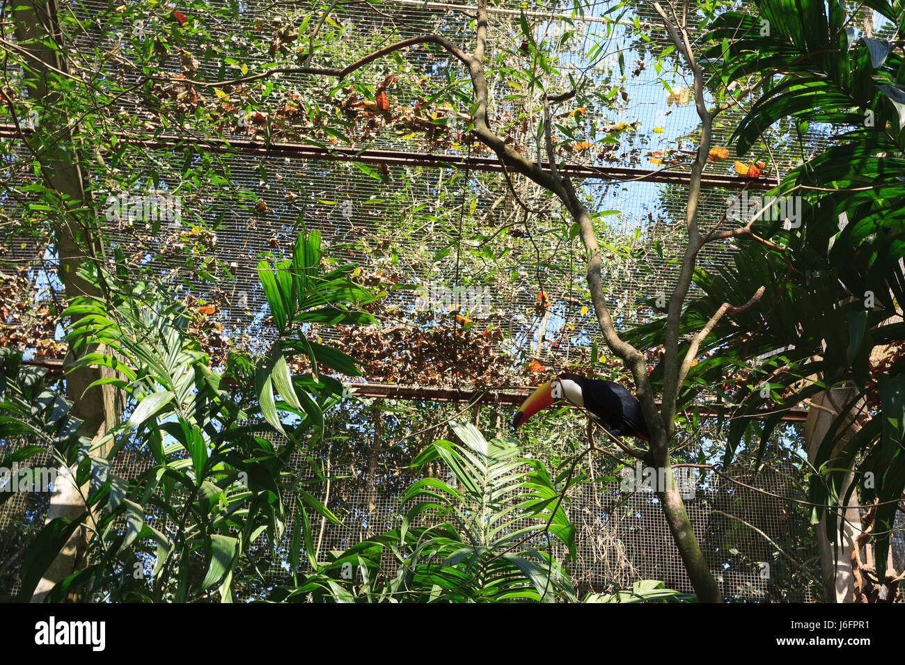 Toucan oiseau sur la nature dans la région de Foz do Iguazu, Brésil. La faune du Brésil Banque D'Images