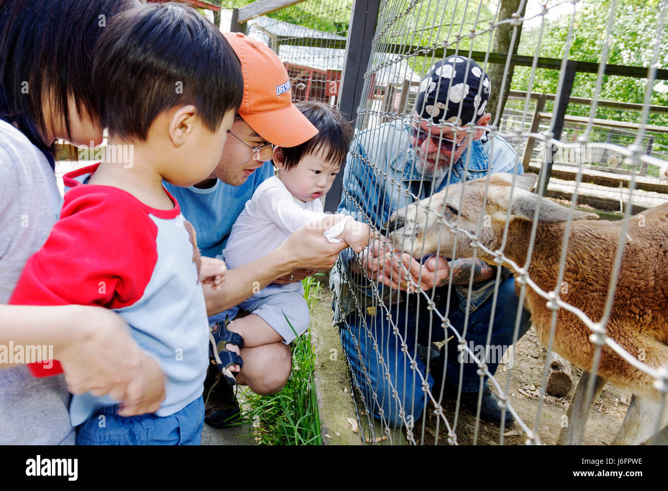 Sevierville Tennessee, Smoky Mountains, Smoky Mountain Deer Farm et exotique Petting Zoo, kangourou, asiatiques immigrants ethniques immigrants minorités, adulte Banque D'Images