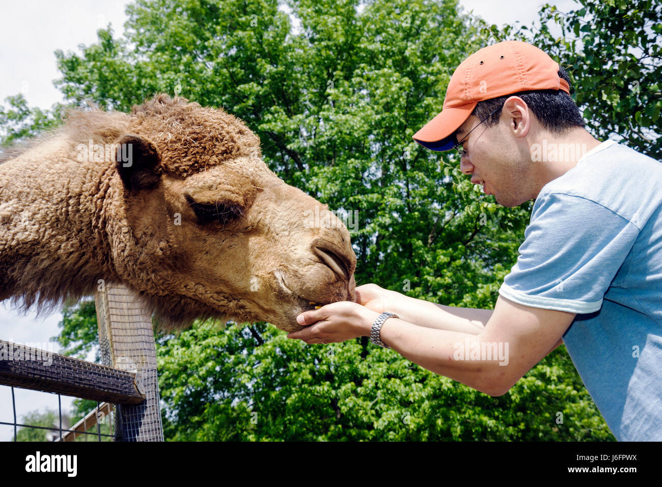 Sevierville Tennessee, Smoky Mountains, Smoky Mountain Deer Farm & Exotic Petting Zoo, chameau, homme asiatique hommes hommes hommes adultes, alimentation des mains, dromadaire, mammifère, T. Banque D'Images