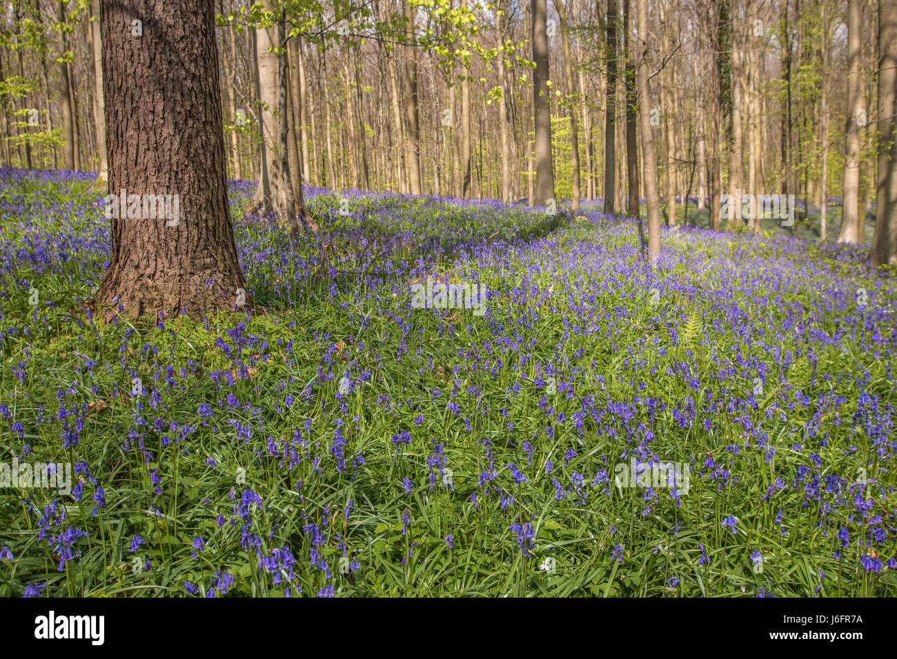 Blue Bell Forest Banque D'Images