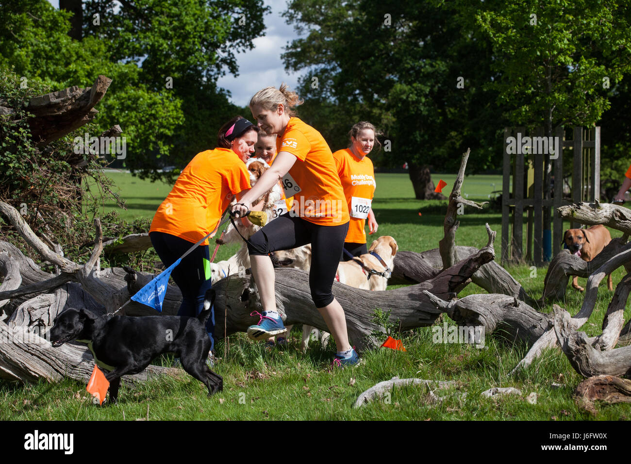 Chats et chiens ensemble Banque de photographies et d’images à haute
