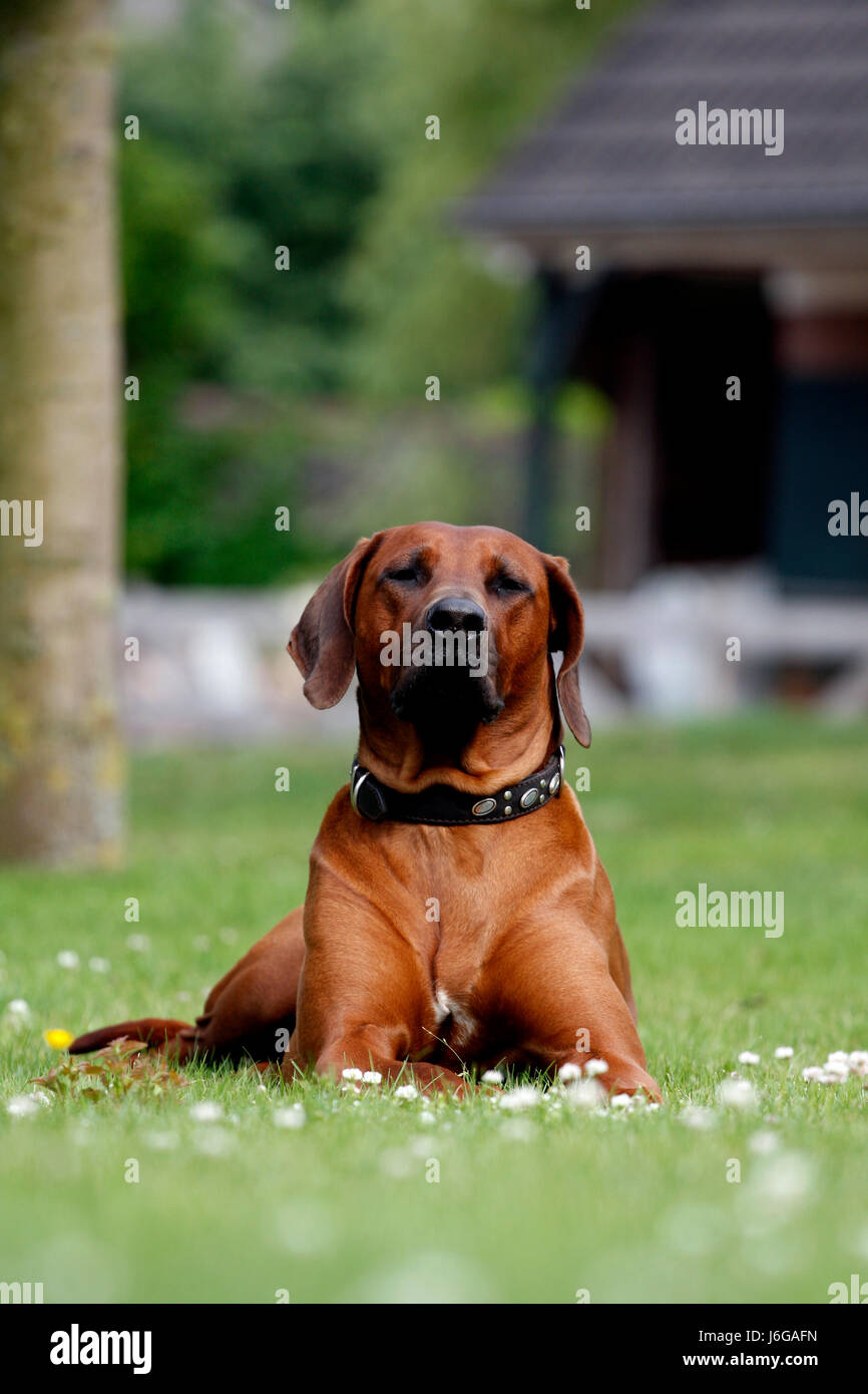 Jardin rouge chien fier fierté belle beauteously beau gros gros énorme Banque D'Images
