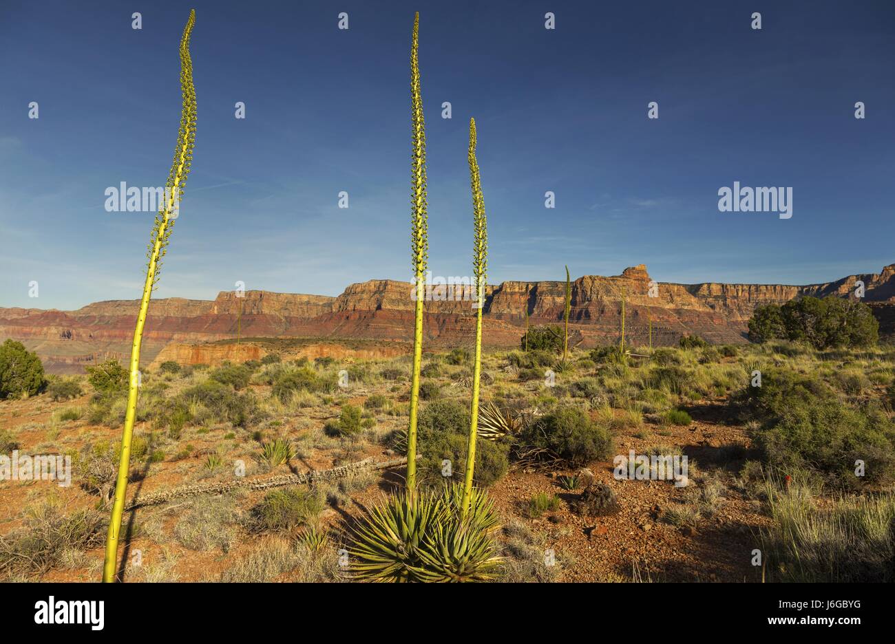 Agave de l'Utah aussi connu sous le nom de Century Plant Kaibab sur Horseshoe Mesa dans Grand Canyon d'Arizona National Park Banque D'Images