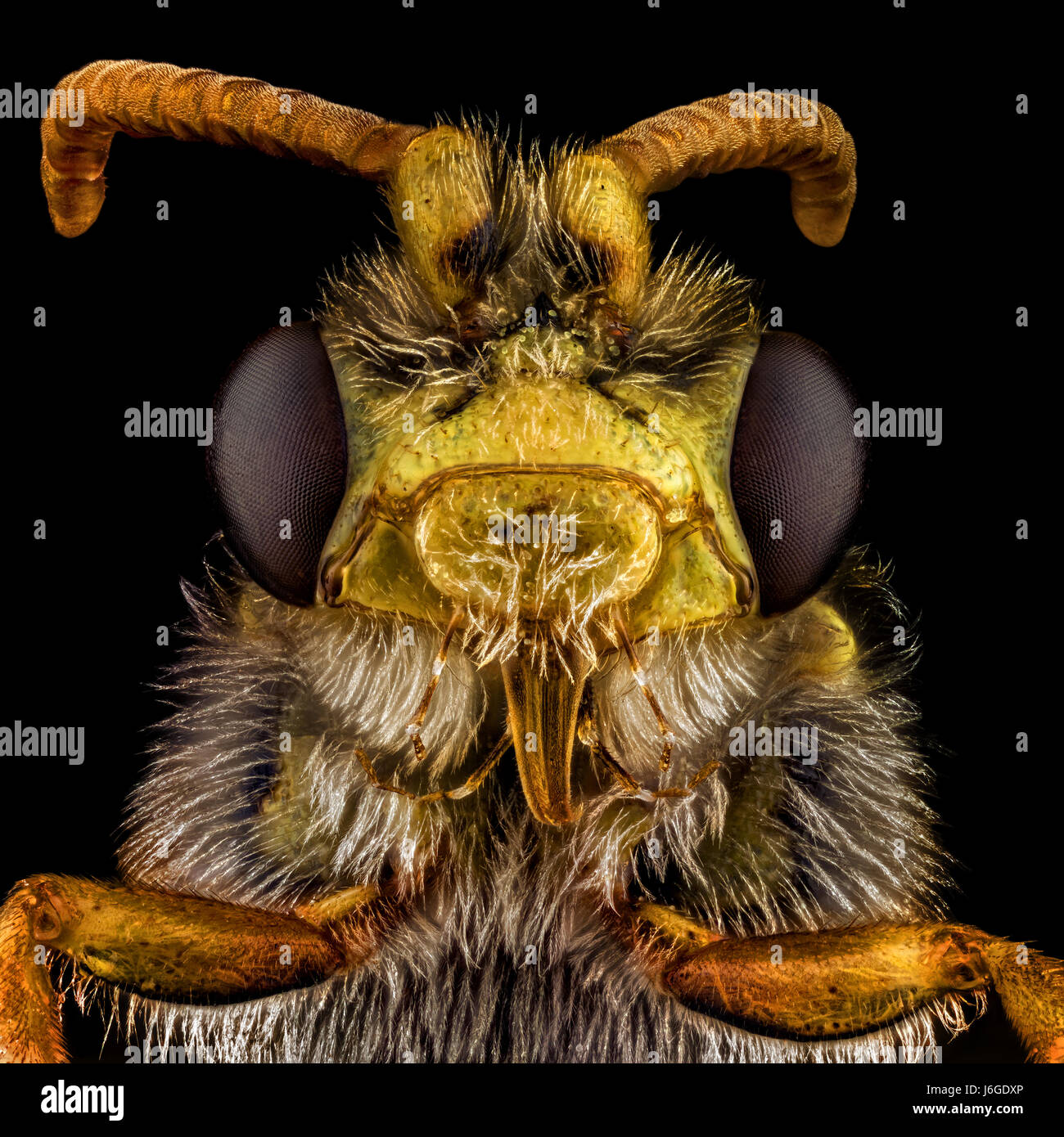 Extreme macro portrait d'une abeille, magnifié par l'intermédiaire d'un microscope. Banque D'Images