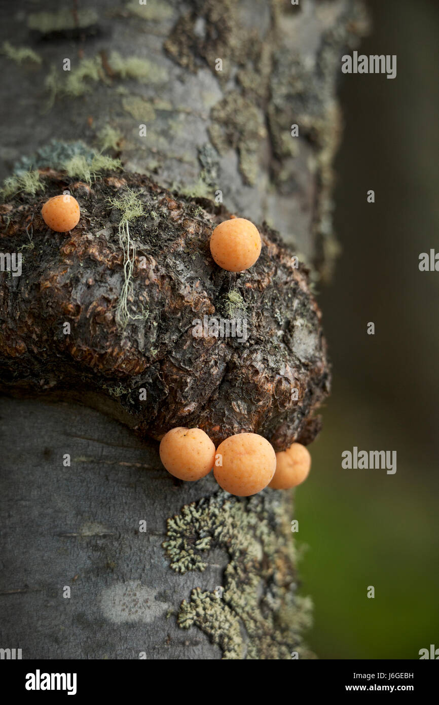 Pan de Indio sur arbre Nothofagus, Patagonie Banque D'Images