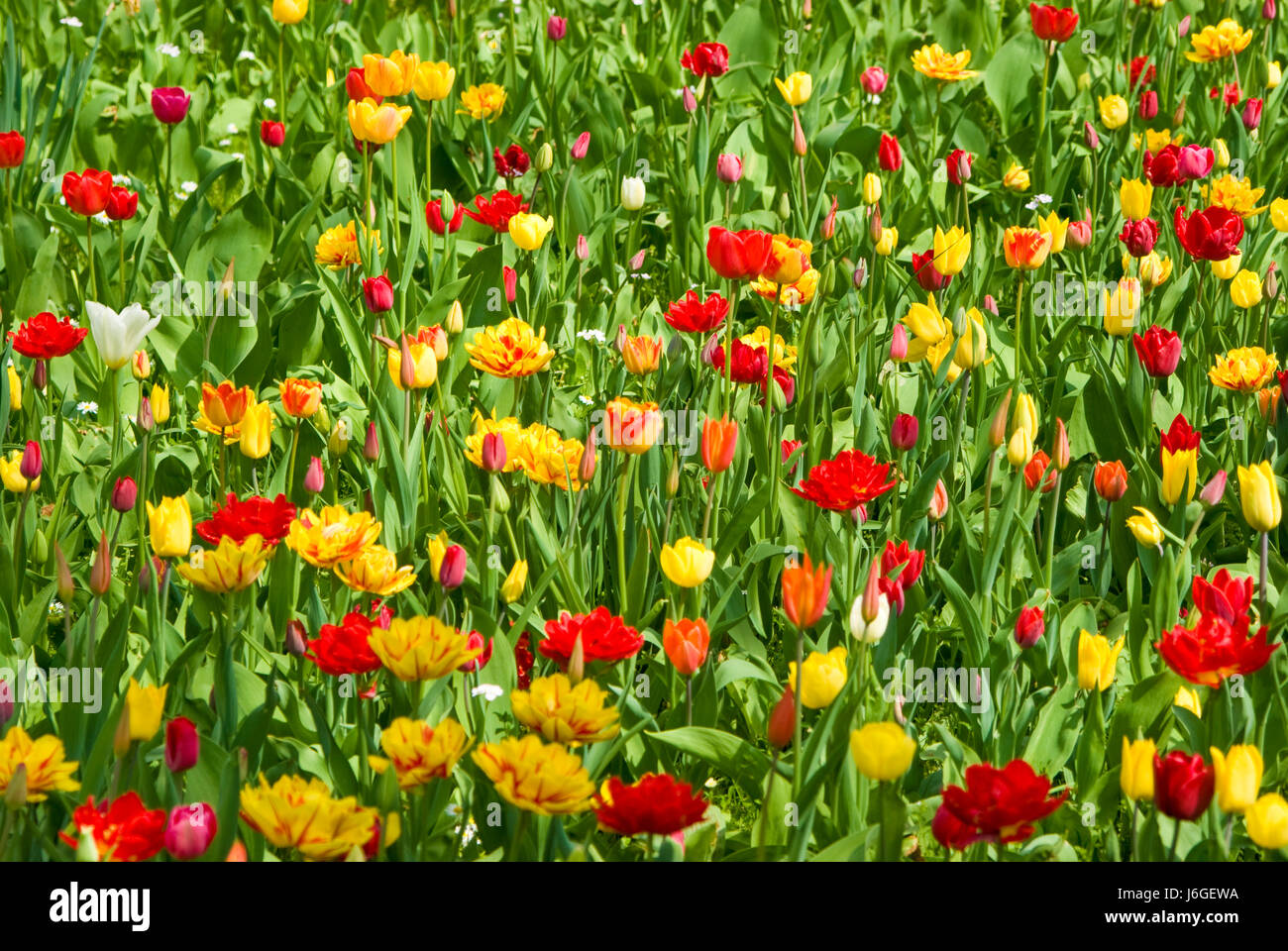 Blumenwiese avec des tulipes Banque D'Images