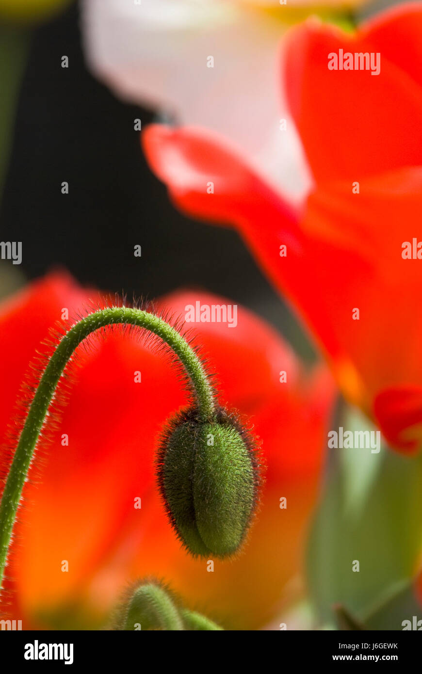 Fleur plante pavot printemps tulipe bourgeon macro macro close-up close up d'admission Banque D'Images