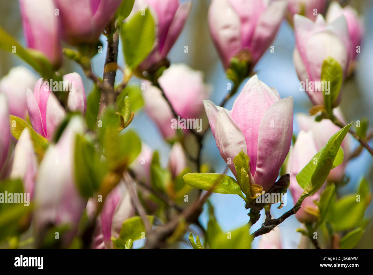 Avec l'arbre en fleurs au printemps Banque D'Images