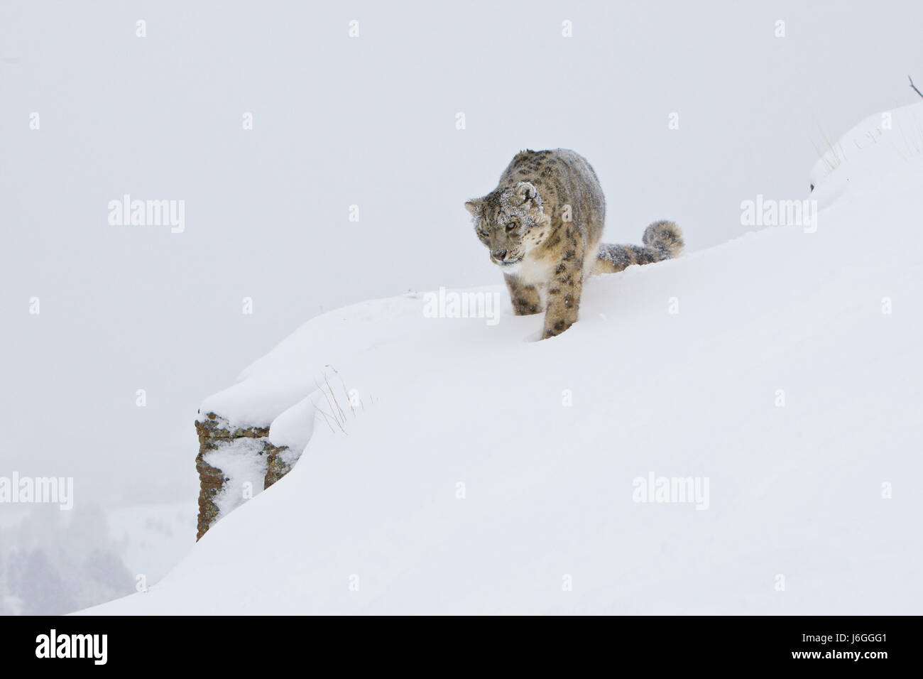 L'once ou léopard des neiges (Panthera uncia) Banque D'Images