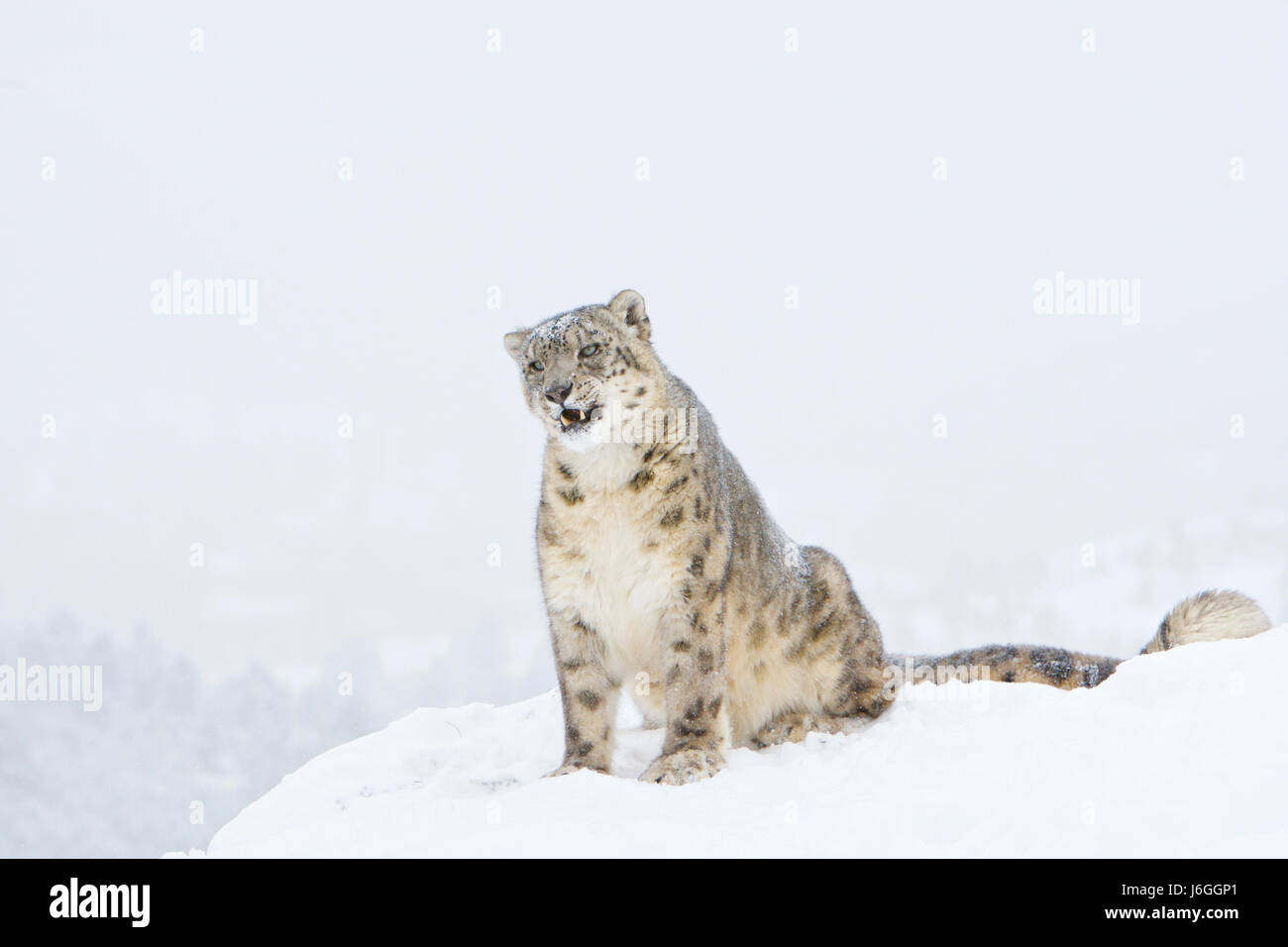 L'once ou léopard des neiges (Panthera uncia) Banque D'Images