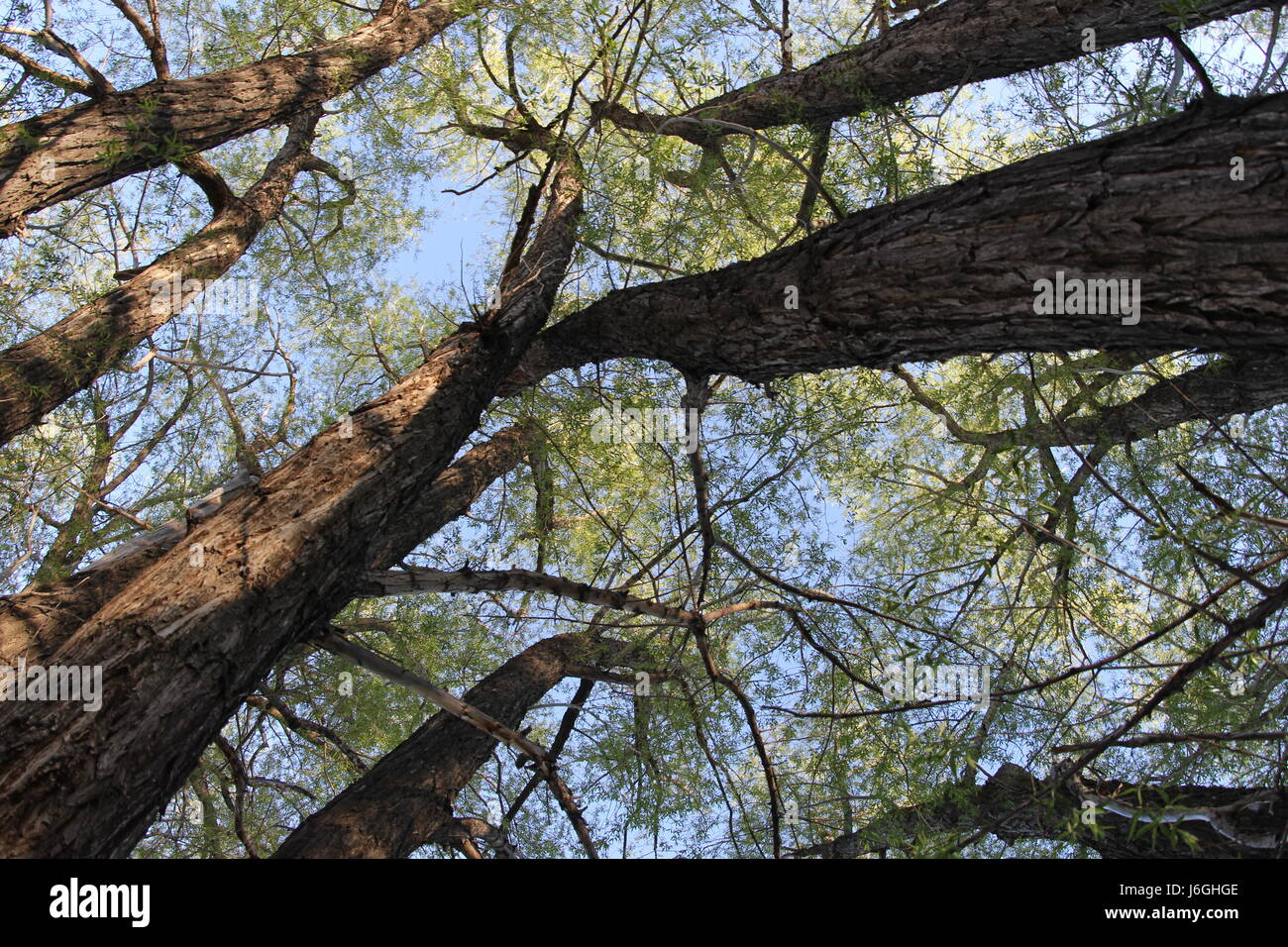 Jusqu'à dans la verrière de saule avec un fond de ciel bleu et de feuilles vertes Banque D'Images