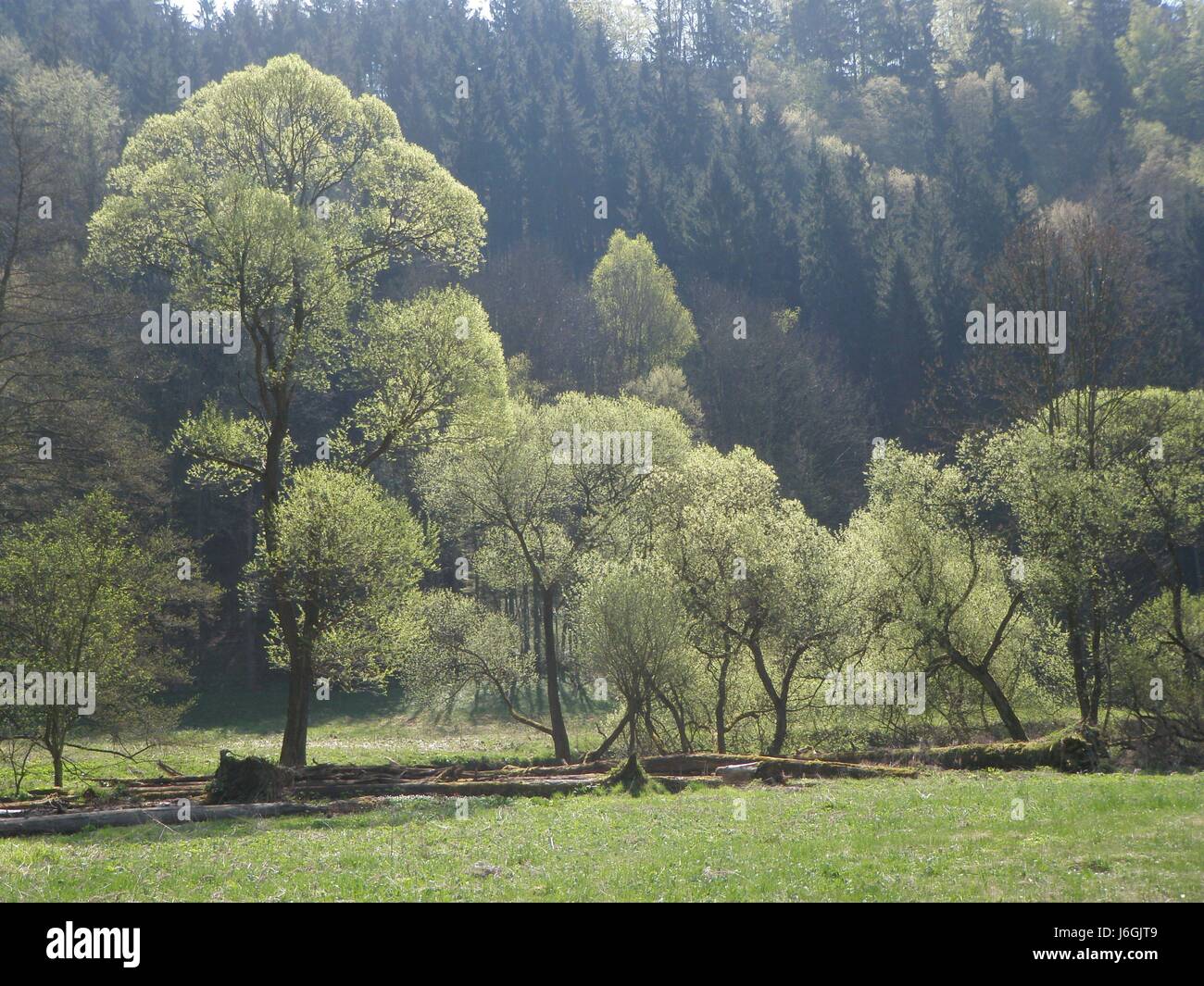 La lumière du soleil arbre printemps bouncing bounces hop saut saut saut fouille woods Banque D'Images