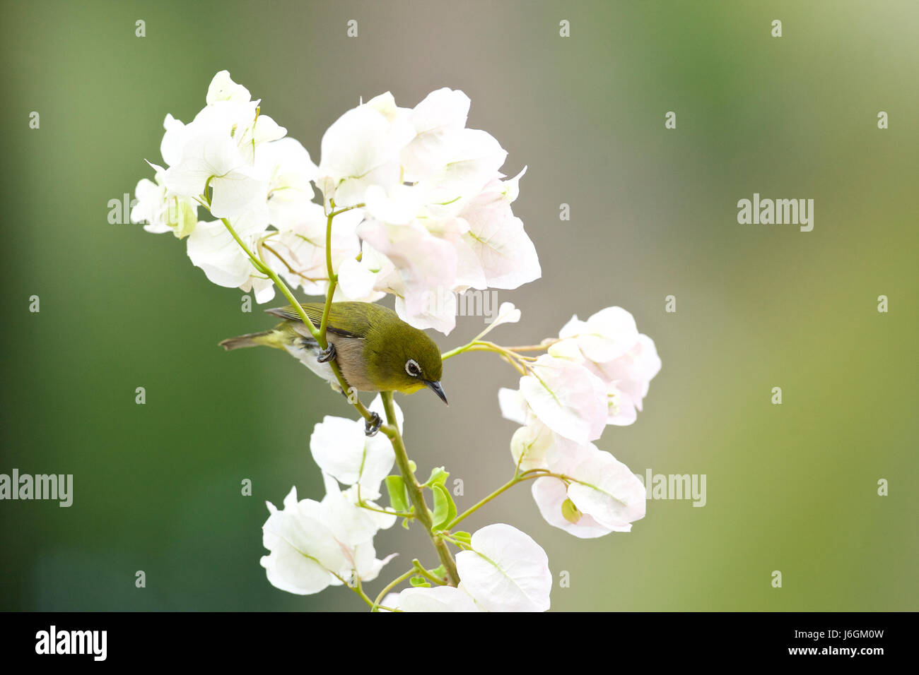 Japanese white-eye (Zosterops japonicus) Banque D'Images