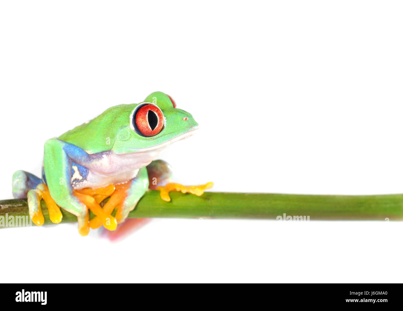 Beaux yeux beauteously belle grenouille organes amérique du sud couleurs couleurs couleurs Banque D'Images