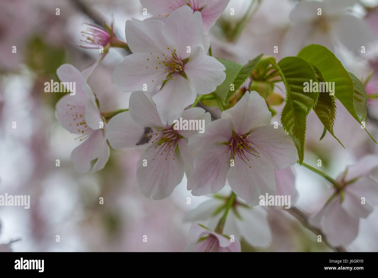 Fleurs de cerisier dans la neige Banque de photographies et d’images à