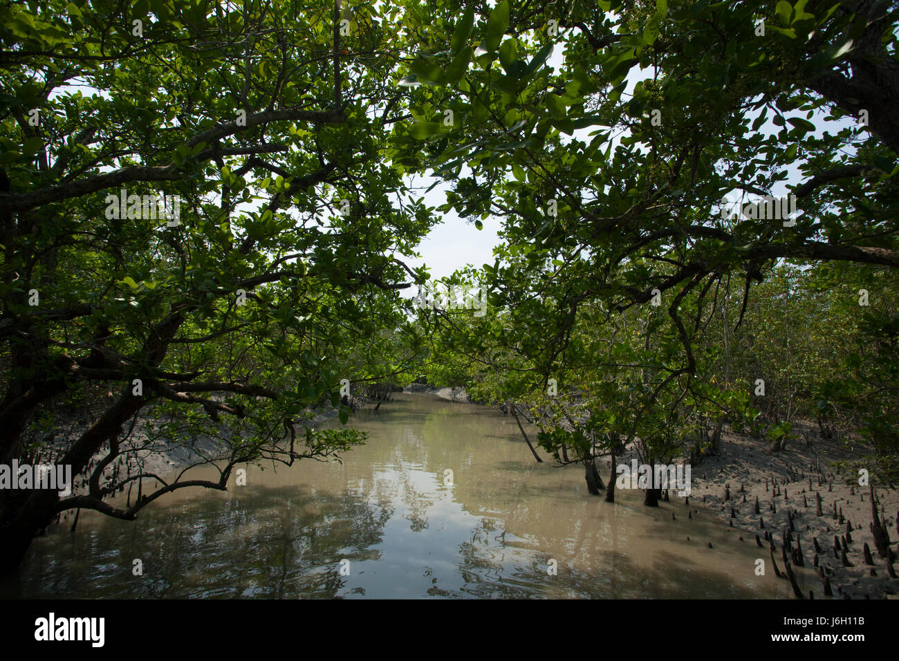 Les Sundarbans, Site du patrimoine mondial de l'UNESCO et une réserve faunique. La plus grande forêt de mangroves du littoral dans le monde. Burigoalini, Satkhira, Bangl Banque D'Images