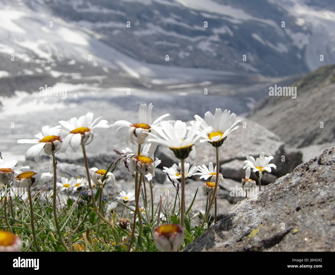 Fleur fleurir alpes printemps florissant rock glacier fleur Banque D'Images