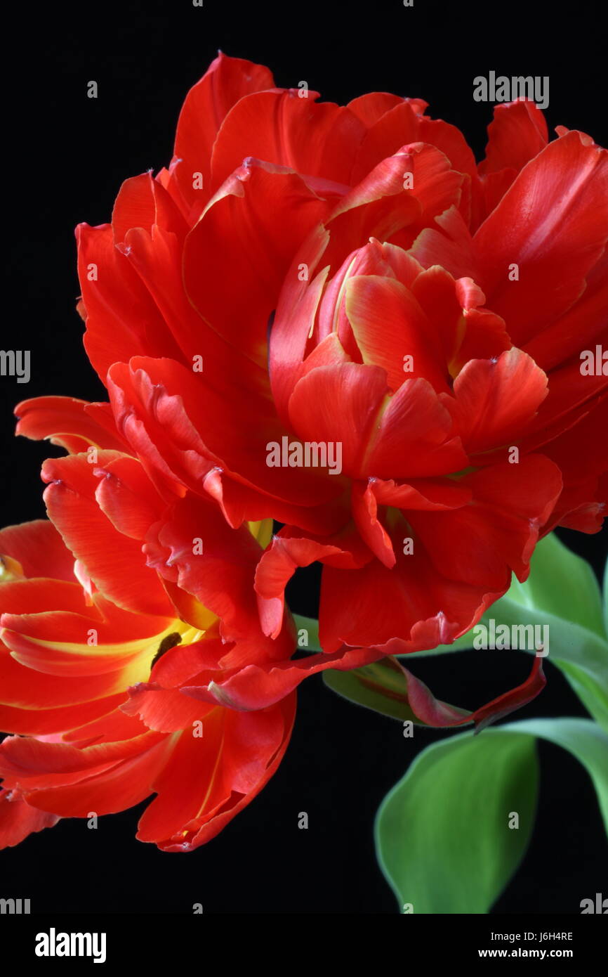 tulipe perroquet 1 Banque D'Images