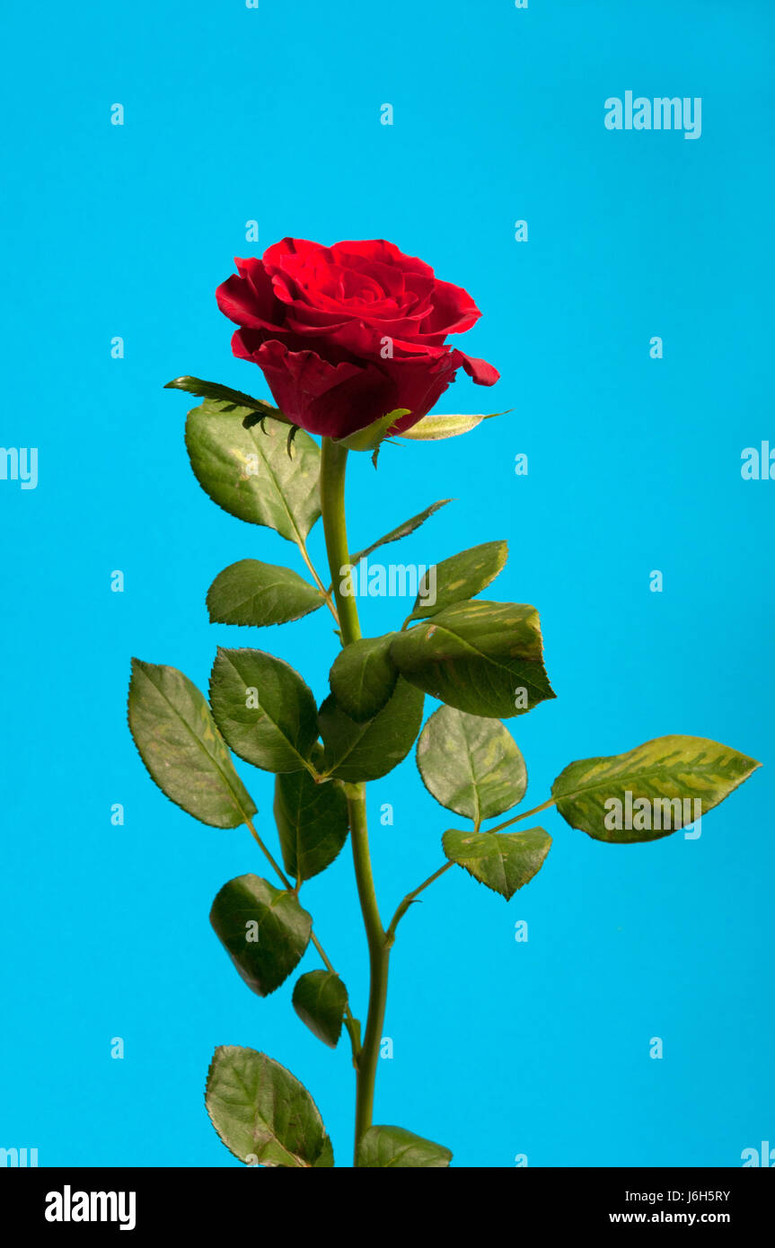 Red Rose flower isolated Banque D'Images