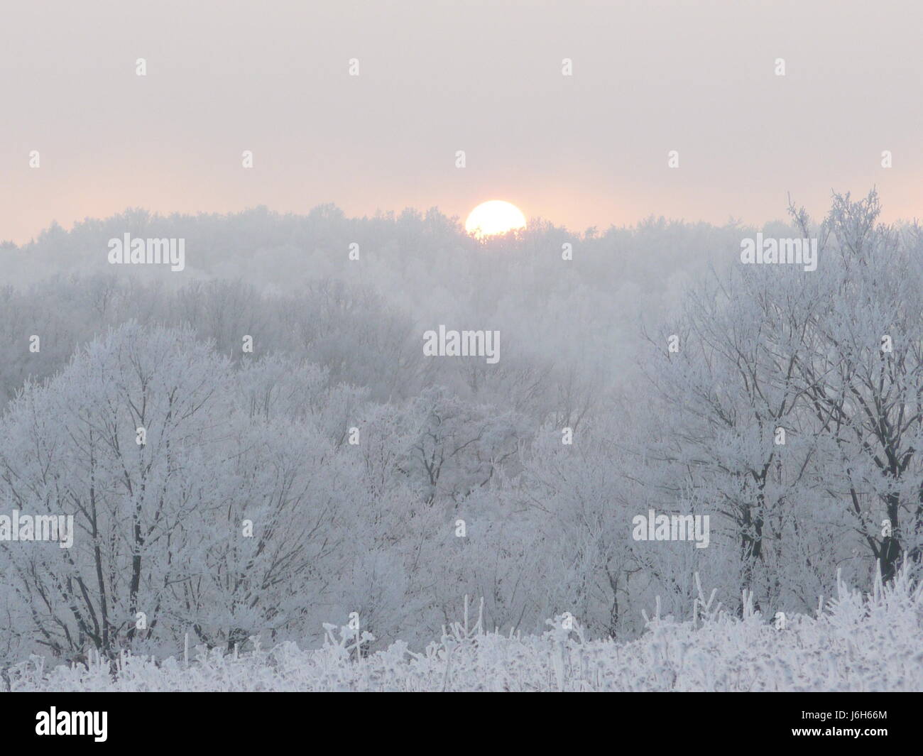 Jahreszeiten hiver bume sonnenuntergang klte natur landschaft schnee Banque D'Images
