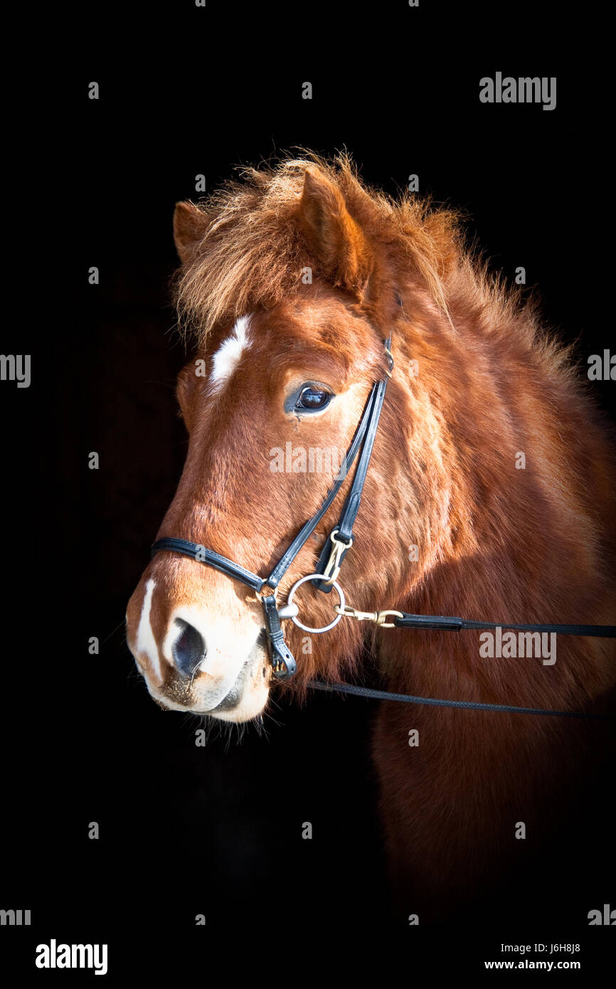 Animal Cheval poney fox islandais temps libre Temps libre Loisirs Loisirs Banque D'Images