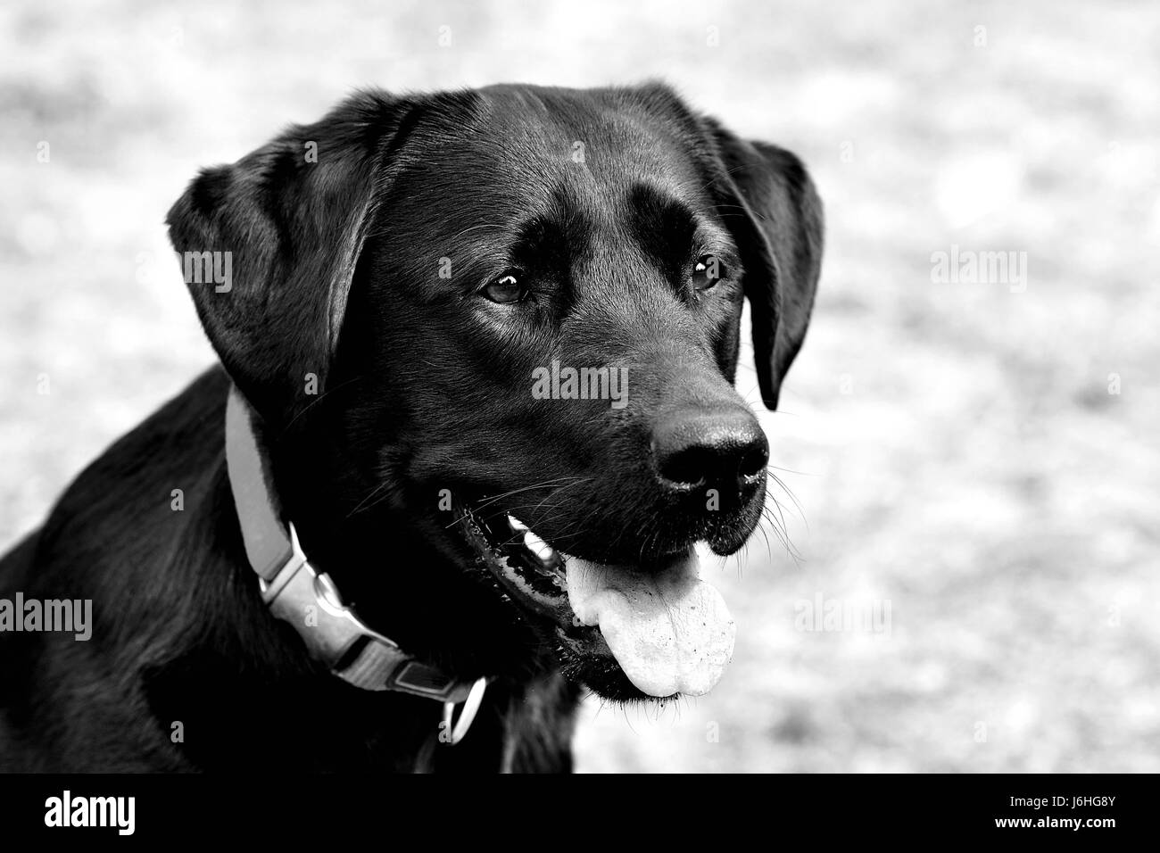 Labrador en noir et blanc Banque D'Images