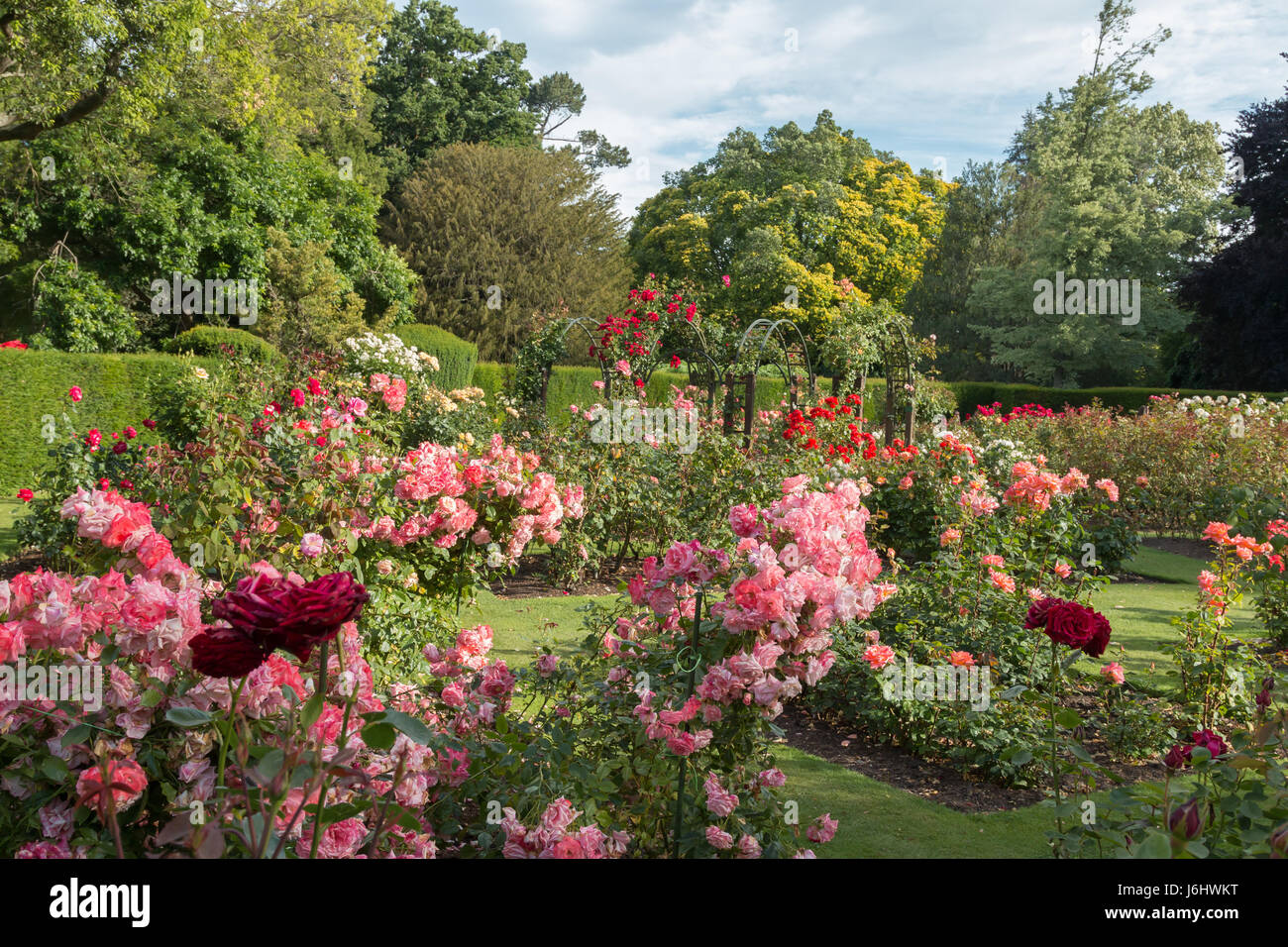 Jardin de roses dans les jardins botaniques de Christchurch, une destination populaire pour les habitants et les touristes sur l'île Sud de la Nouvelle-Zélande Banque D'Images