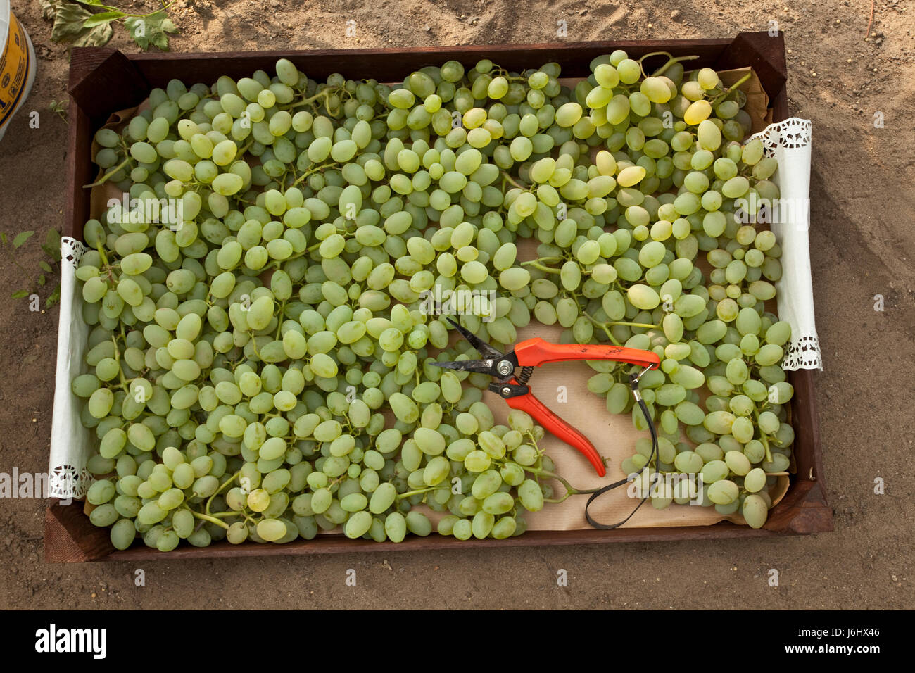 Agriculture agriculture berry vintage vine vigne vigne Raisin Raisin récolte alimentaire Banque D'Images