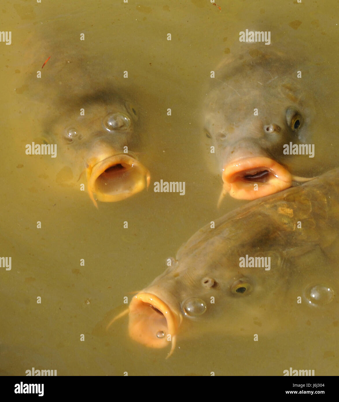 Carpe commune européenne ou la carpe (Cyprinus carpio) gorgée de l'air ou se nourrissent de petits objets sur la surface sombre dans un étang. Groombridge, Kent, UK. Banque D'Images