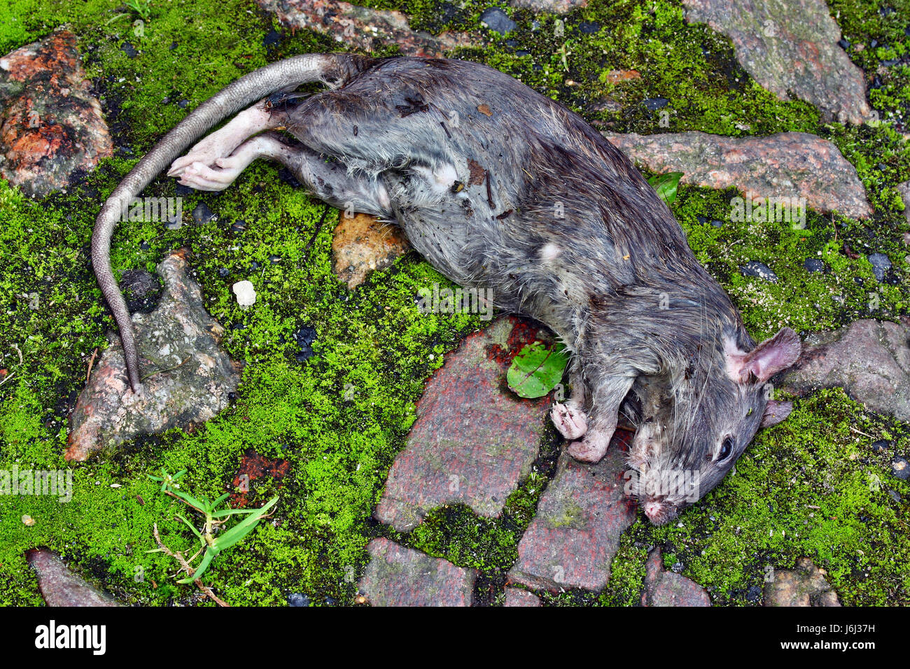 Poison rongeur empoisonné gisant mort big rat Banque D'Images