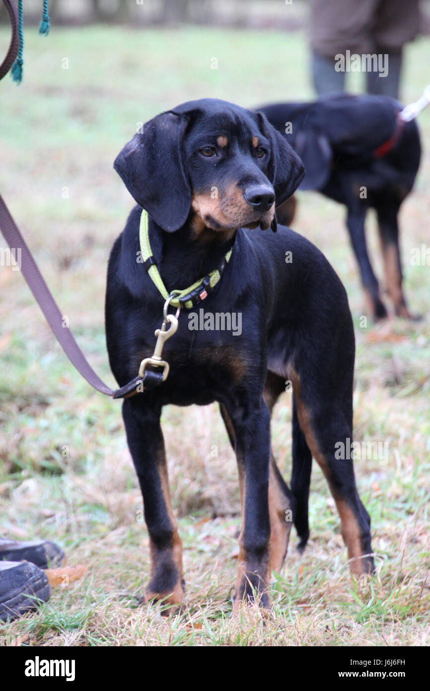 Hound Dog chase hunter pet animal chasse chien jeune chien généalogie des animaux Banque D'Images