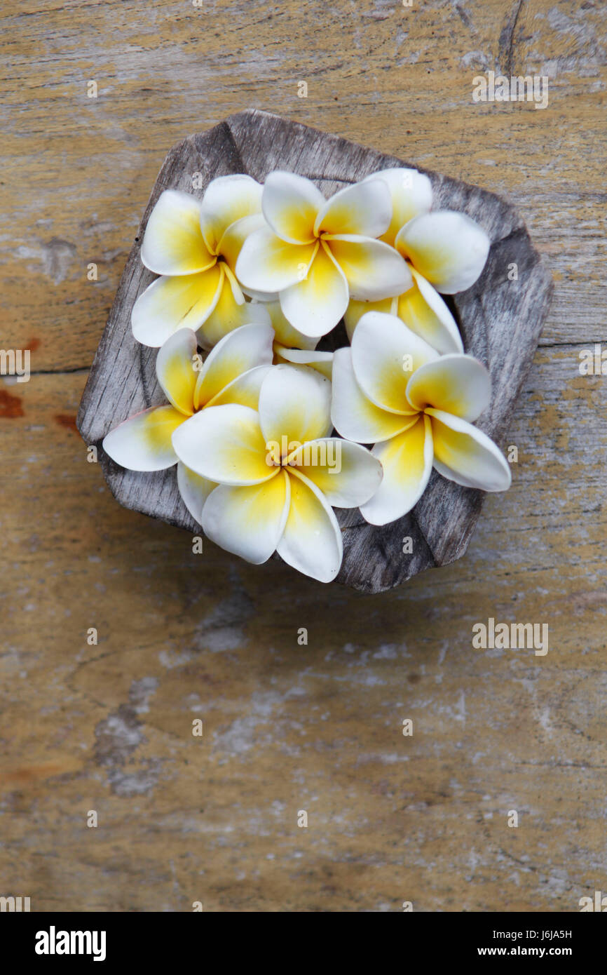 Tasse fleur plante fleurs Bali Indonésie bois blanc horizontal jaune Beauté Banque D'Images
