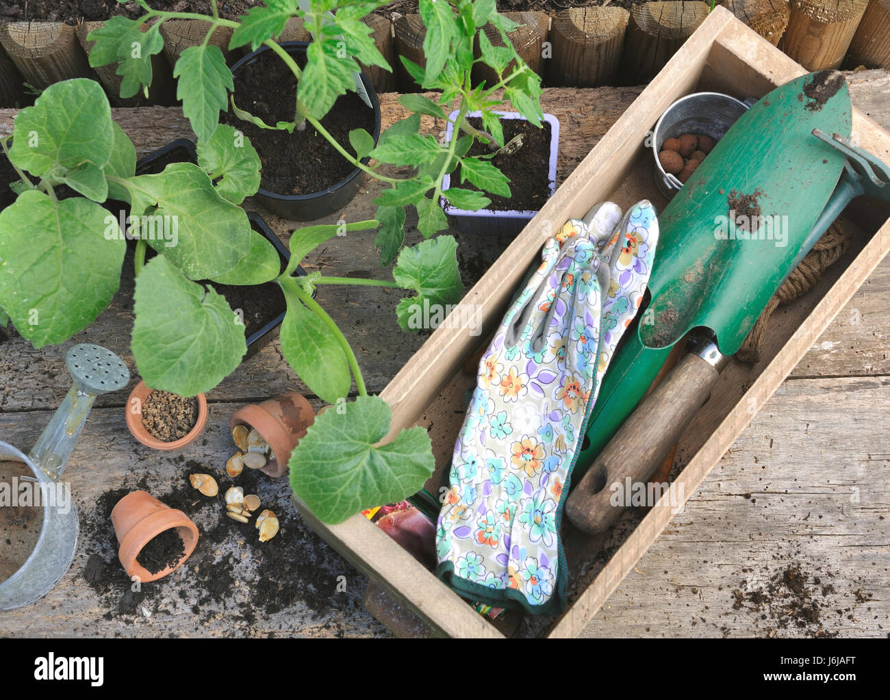 Outils de jardinage plantes et légumes dans une boîte en bois Banque D'Images