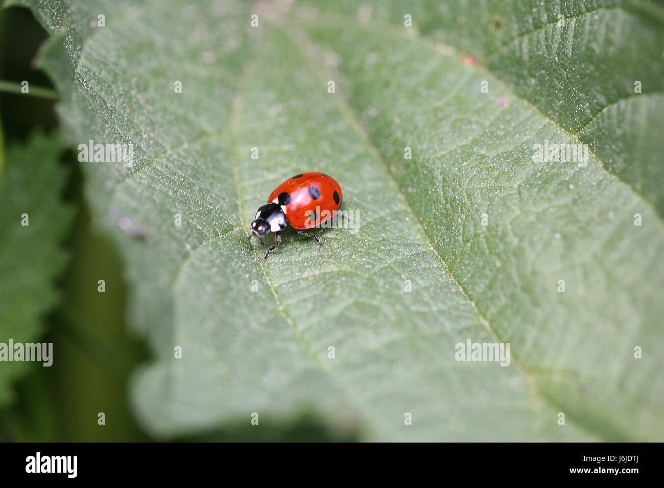 Lady bird Banque D'Images