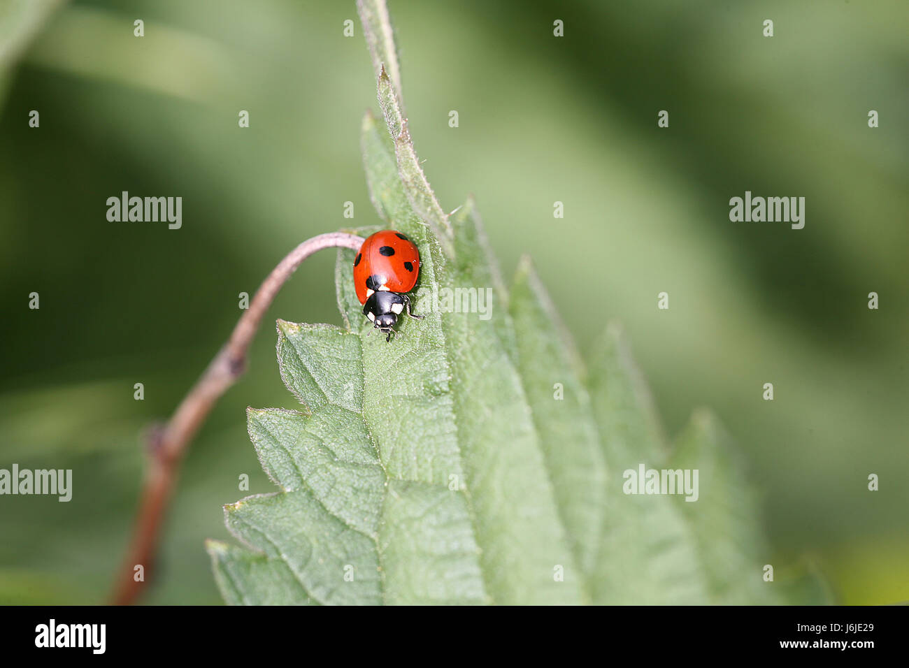 Lady bird Banque D'Images