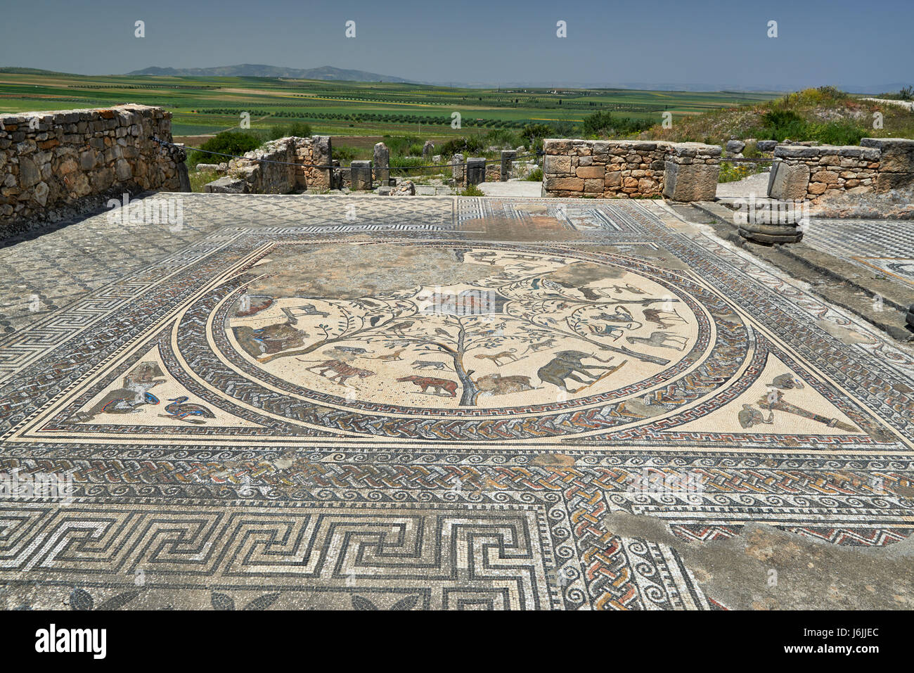 Mosaïque des animaux de la chambre d'Orphée dans l'excavation romains de Volubilis, Maroc, Afrique Banque D'Images