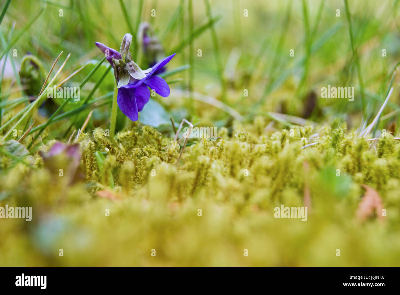 Violette viola meadow pelouse saveur verte fleur plante fleur Photo Stock -  Alamy