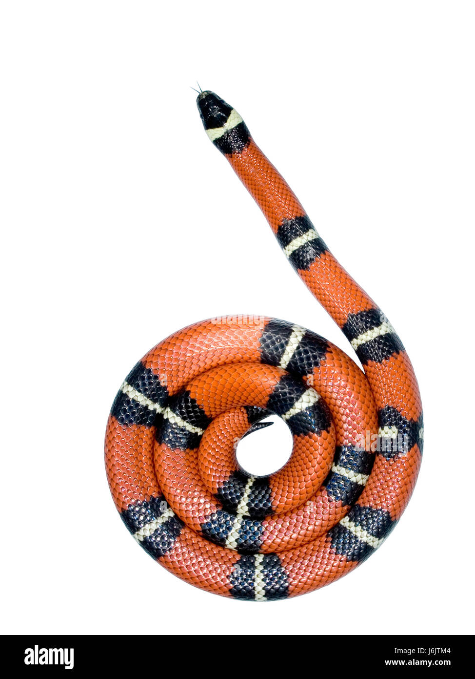 Snake Sinaloan Banque D'Images
