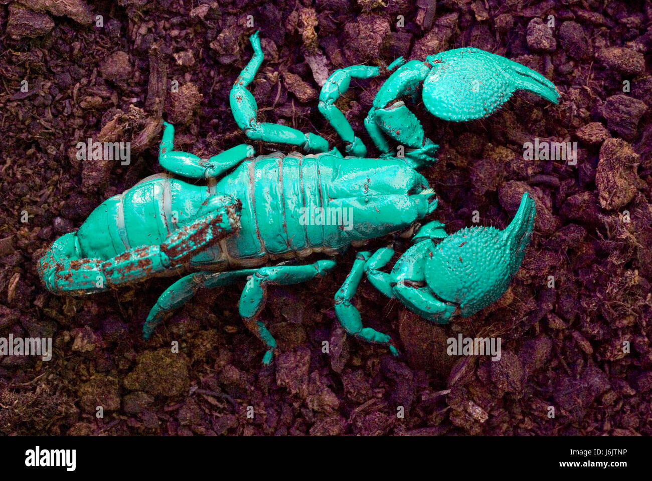 Scorpion impériale sous la lumière ultra-violette Banque D'Images