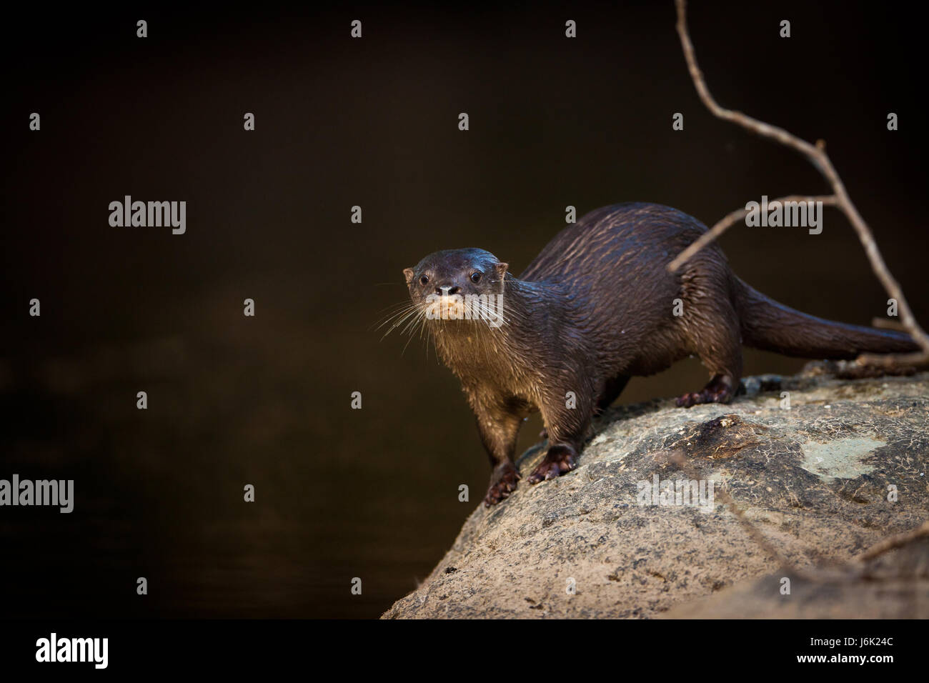 Panama faune avec une rivière néotropicale Otter, Lontra longicaudis, à Rio Cocle del sur, province de Cocle, République de Panama, Amérique centrale. Banque D'Images