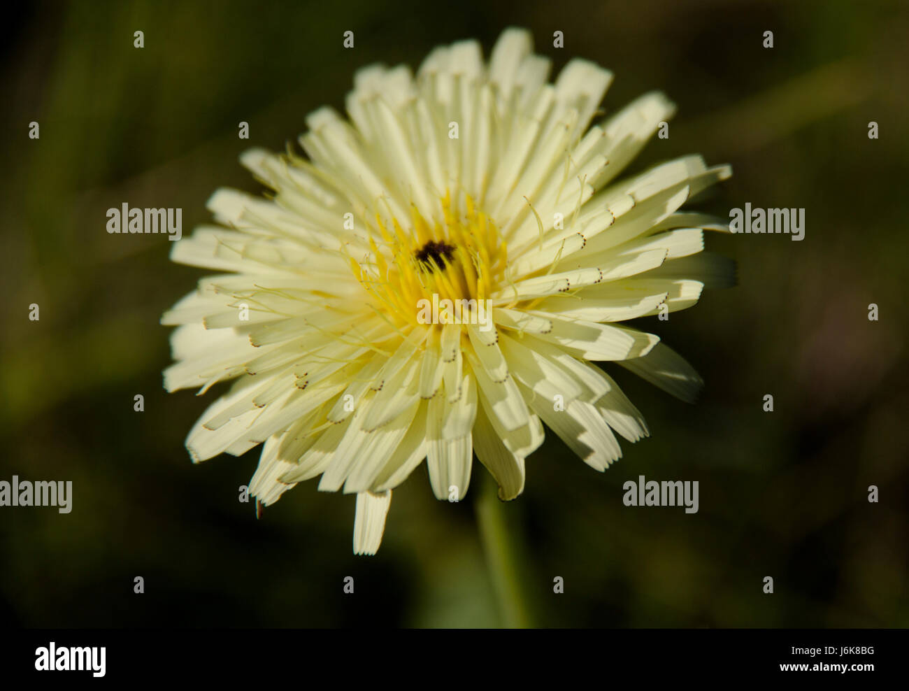 Fleur sauvage jaune Banque D'Images