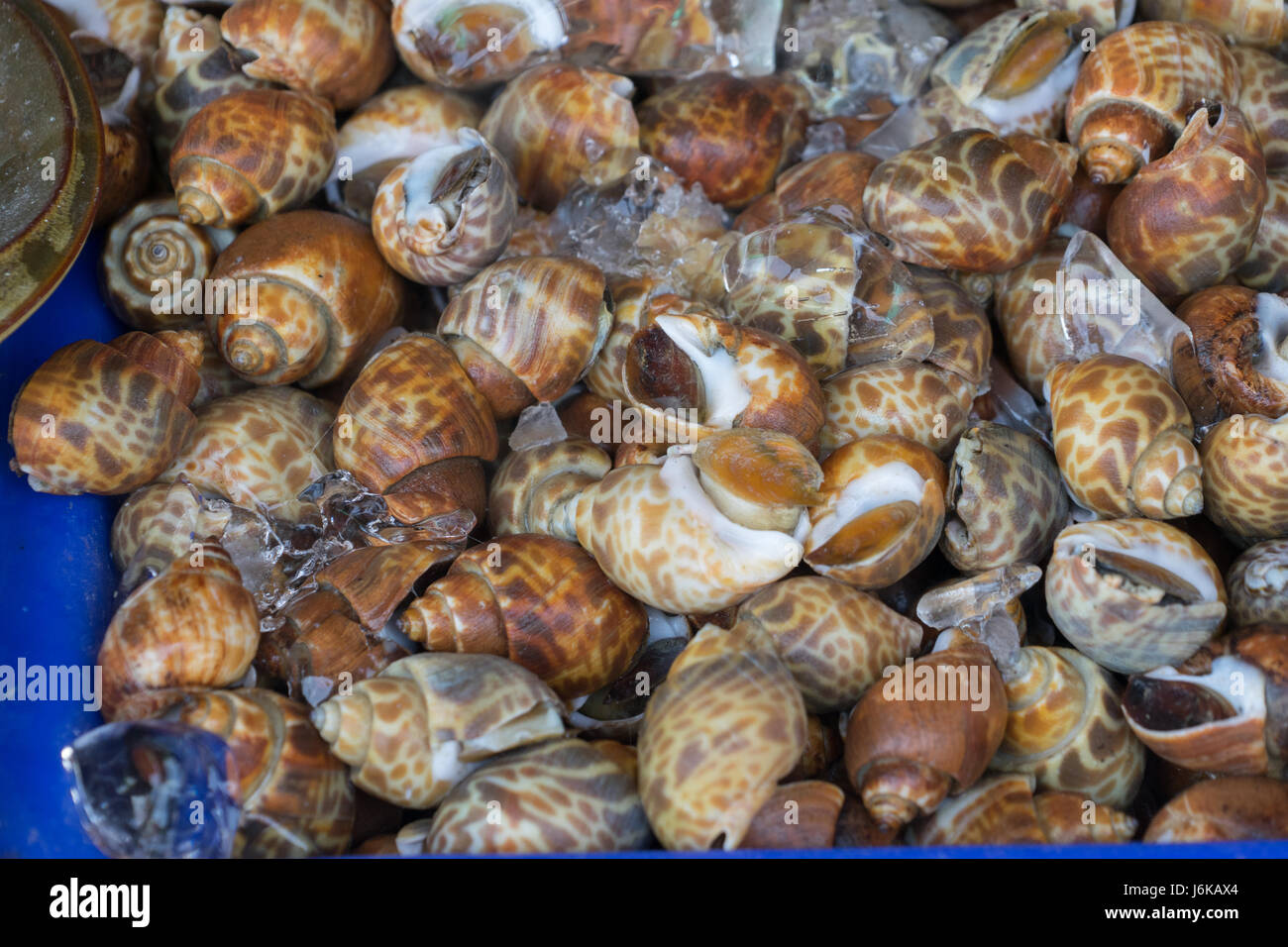 Marché de fruits de mer frais Banque D'Images