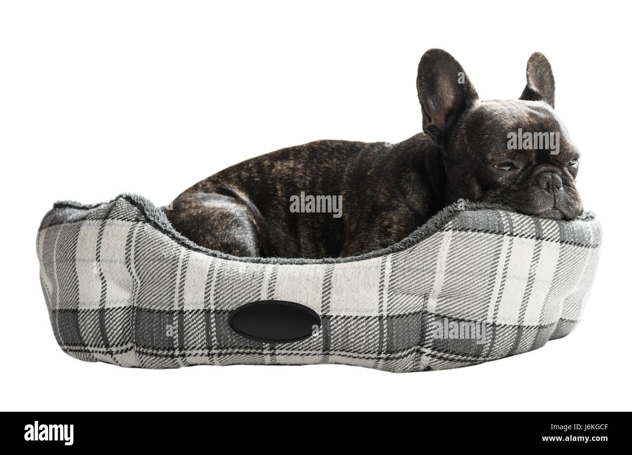 Bouledogue français au lit sur blanc fond isolé Banque D'Images