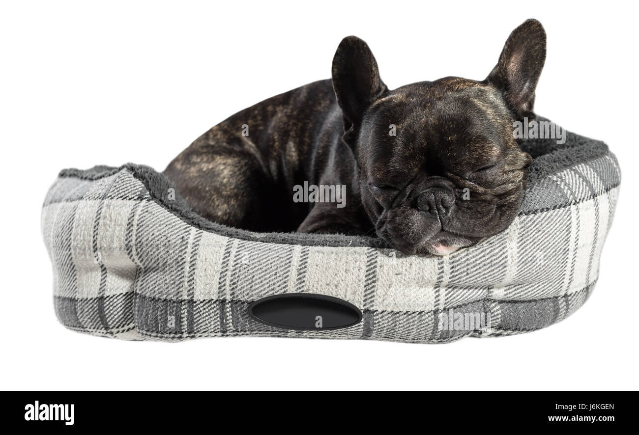 Bouledogue français dormir au lit blanc sur fond isolé Banque D'Images